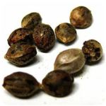 Семена марихуаны АК-47  (Seeds AK-47) в Учалах